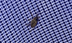 Otiorhynchus singularis