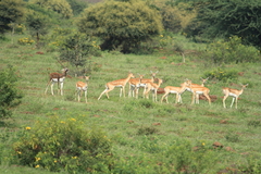 Antilope cervicapra