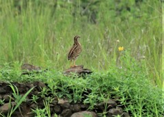 Coturnix coromandelica