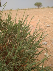 Haloxylon scoparium