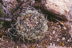 Coryphantha poselgeriana