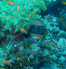 Neopomacentrus miryae