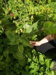 Cicerbita macrophylla