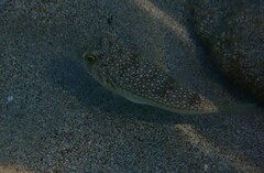 Torquigener flavimaculosus