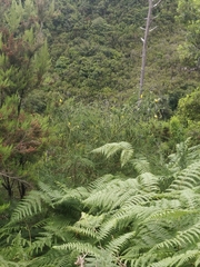 Cytisus scoparius image