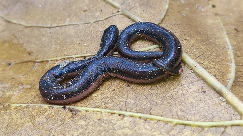 Kerala Mud Snake