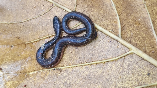 Kerala Mud Snake