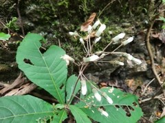 Vernonia subsessilis