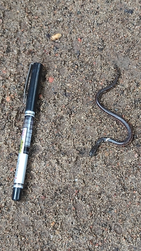 Kerala Mud Snake