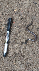 Dieurostus dussumieri