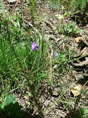 Campanula lusitanica