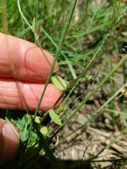 Campanula lusitanica