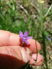 Campanula lusitanica