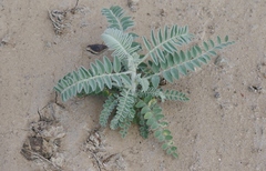 Astragalus brauntonii