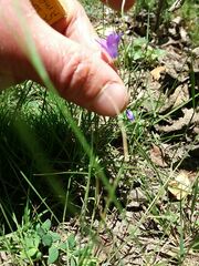 Campanula lusitanica