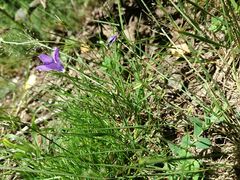 Campanula lusitanica