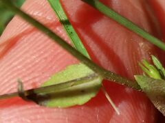 Campanula lusitanica