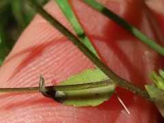 Campanula lusitanica
