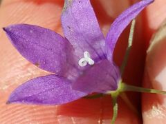 Campanula lusitanica