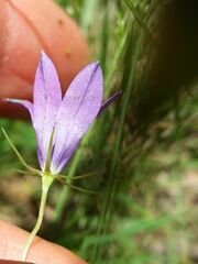 Campanula lusitanica