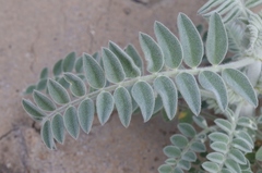 Astragalus brauntonii
