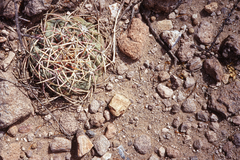 Thelocactus hexaedrophorus