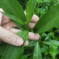 Persicaria barbata