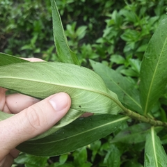 Persicaria barbata
