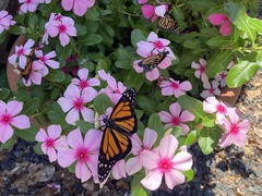Danaus plexippus portoricensis