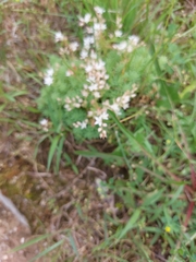 Sedum