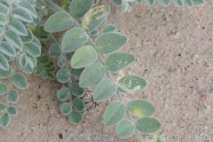 Astragalus brauntonii