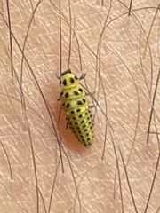 Psyllobora vigintiduopunctata