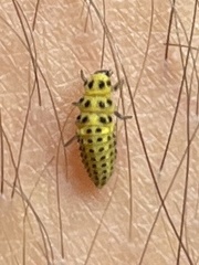 Psyllobora vigintiduopunctata