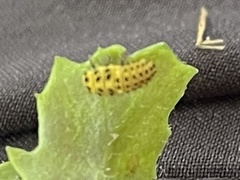 Psyllobora vigintiduopunctata