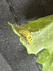 Psyllobora vigintiduopunctata