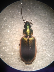 Agonum marginatum