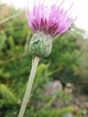 Cirsium filipendulum