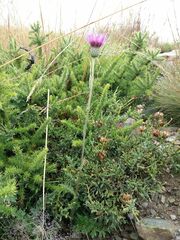 Cirsium filipendulum