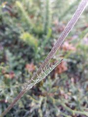 Cirsium filipendulum