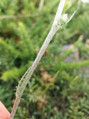 Cirsium filipendulum