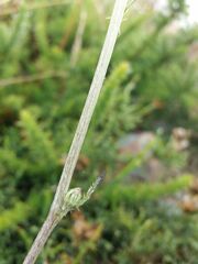 Cirsium filipendulum