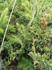 Cirsium filipendulum