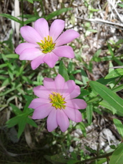 Sabatia dodecandra foliosa
