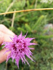 Cirsium filipendulum
