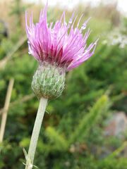 Cirsium filipendulum