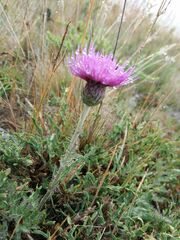 Cirsium filipendulum