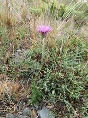 Cirsium filipendulum