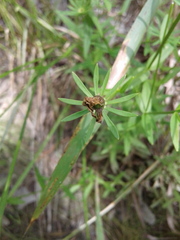 Sabatia dodecandra foliosa