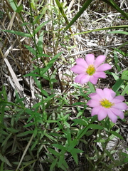 Sabatia dodecandra foliosa