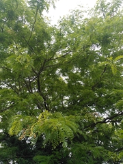 Gleditsia triacanthos